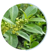 Gymnema sylvestre​